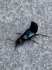 Philonthus caeruleipennis