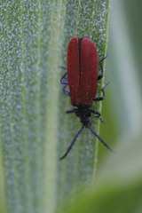 Macrolygistopterus rubripennis