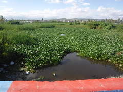 Pontederia crassipes