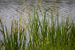 Zizaniopsis miliacea