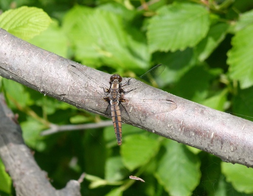 Photo of Chalk-fronted Corporal (Ladona julia)