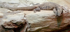 Varanus exanthematicus