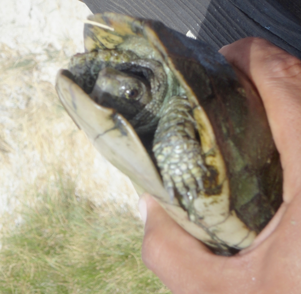 Aquatic Box Turtle