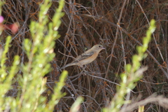 Lazuli Bunting photo 6