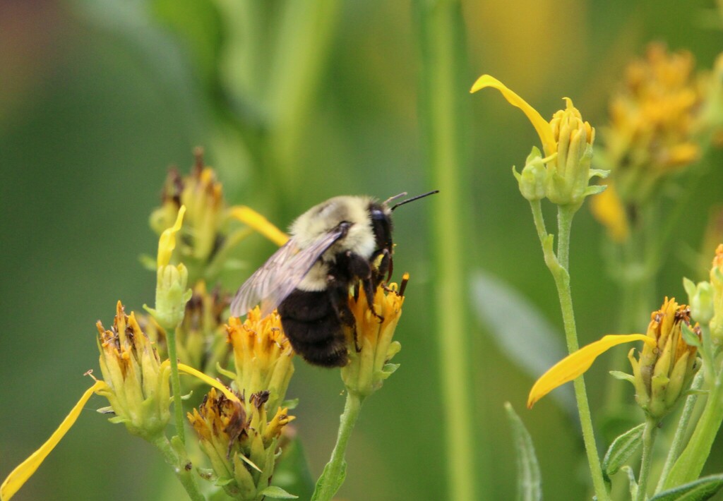 Common Eastern Bumble Bee from Athens, GA, USA on July 20, 2024 at 12: ...