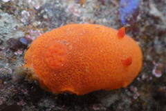 Aldisa sanguinea