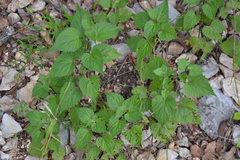 Urtica chamaedryoides