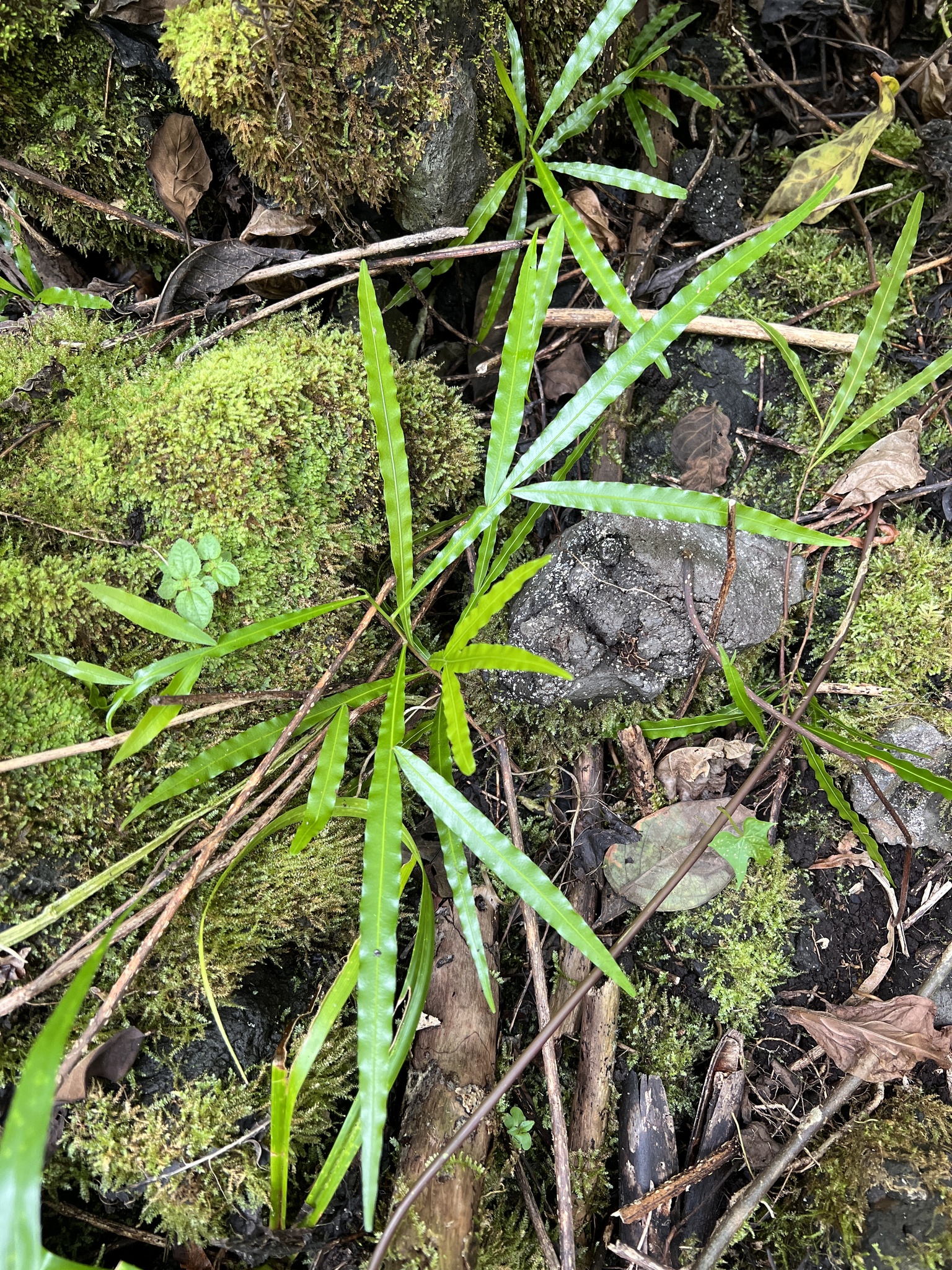 Imagem de Árvore-da-borracha