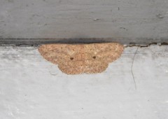 Anisodes prionodes