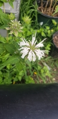 Monarda lindheimeri