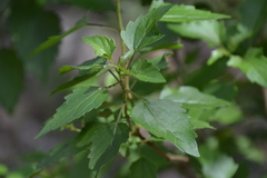 Ageratina havanensis