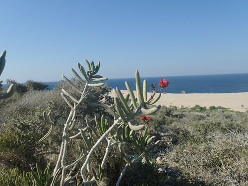 Kalanchoe linearifolia Drake