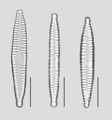 Fragilaria