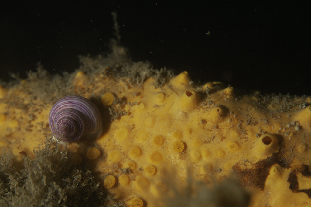 Calliostoma magaldii
