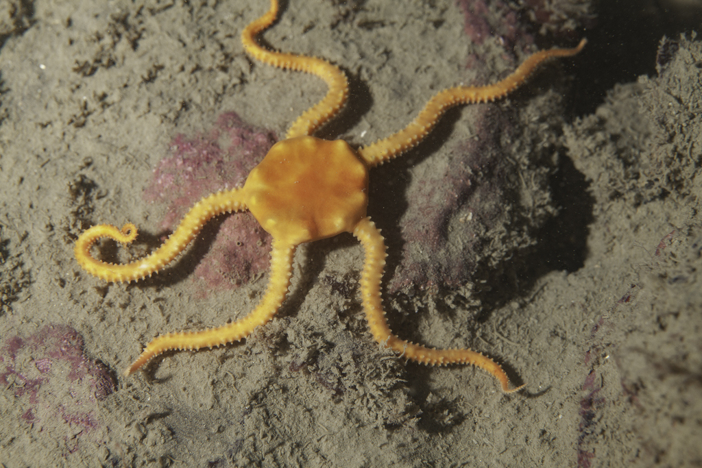 Ophiodermatoidea