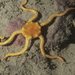 Brooding Smooth Brittle Star - Photo (c) Nicolás Battini, some rights reserved (CC BY-NC), uploaded by Nicolás Battini
