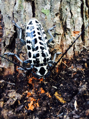 Plectrodera scalator