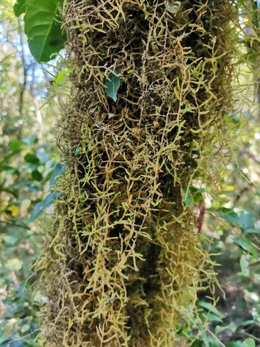 Papillaria africana, 2024-07-19