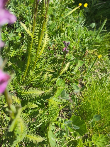 Image of Pedicularis rostratospicata by (c) Sandrine D'Hooge, some rights reserved (CC BY)