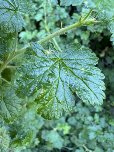 Image of Ribes watsonianum by no rights reserved