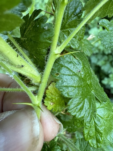 Image of Ribes watsonianum by no rights reserved