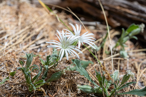 Nelson's Silene (Silene nelsonii)