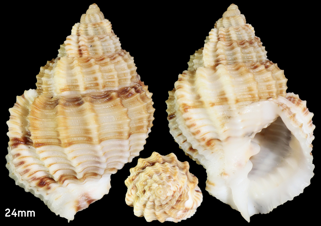 Bivetiella similis
