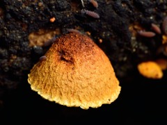 Pleuroflammula praestans