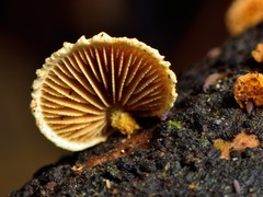 Pleuroflammula praestans