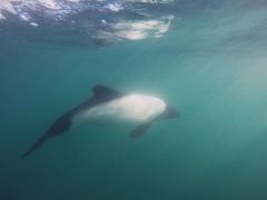 Cephalorhynchus commersonii
