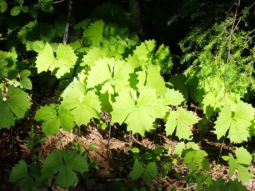 Deer's foot (Achlys californica)