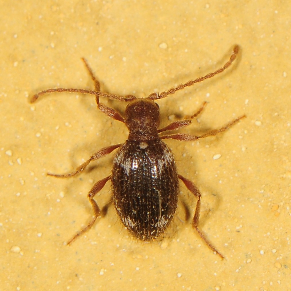 Hairy Spider Beetle