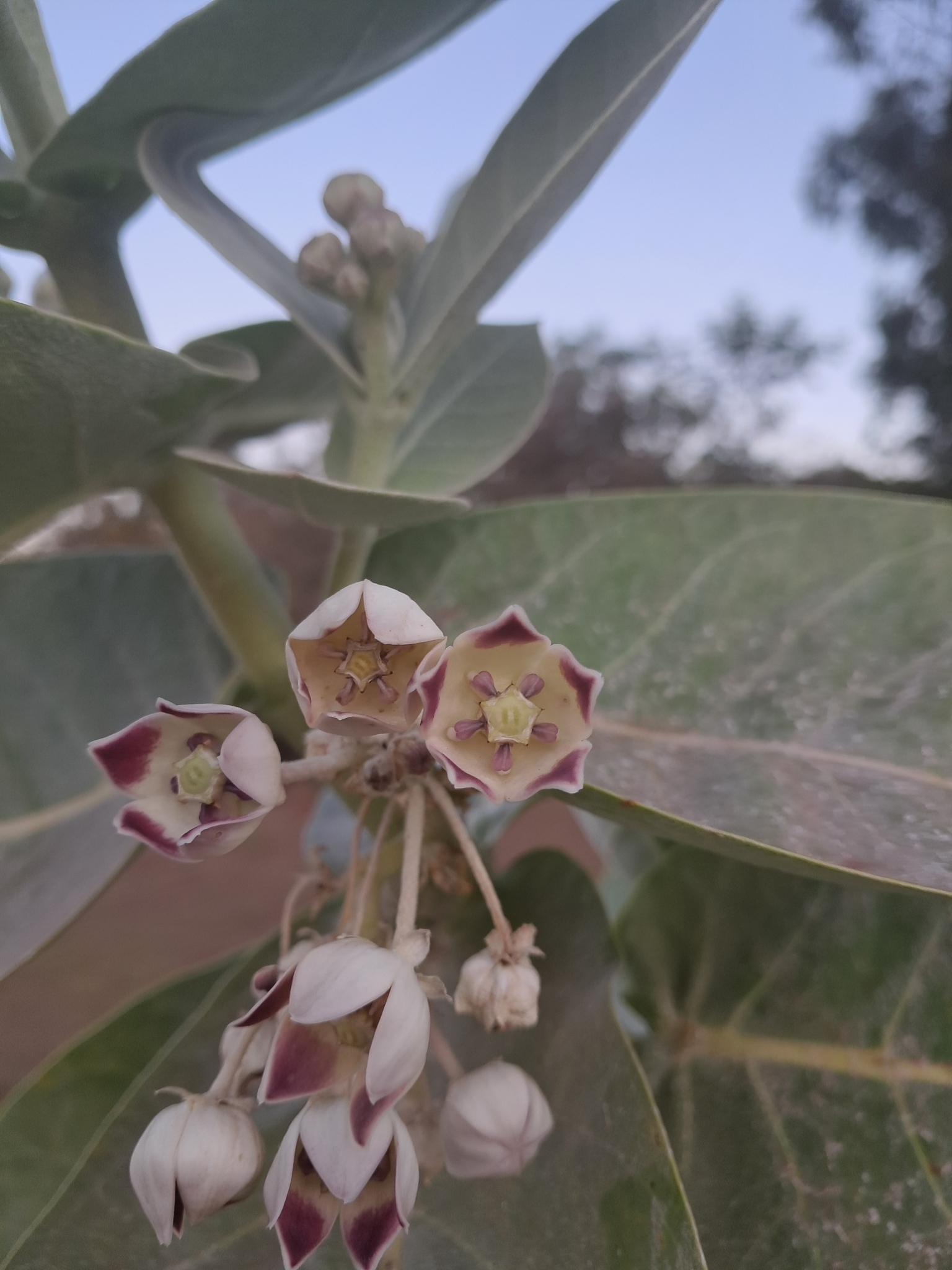 Calotropis procera
