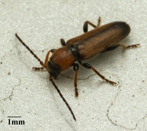 Phymatodes hirtellus