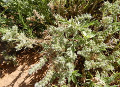 Cryptantha minima