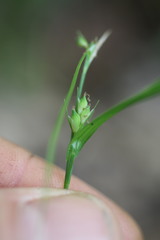 Carex oligocarpa