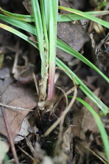 Carex oligocarpa