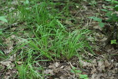 Carex oligocarpa