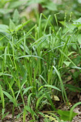 Carex sparganioides