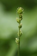 Carex sparganioides