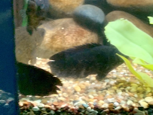 Ctenopoma acutirostre