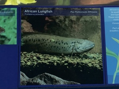 Protopterus annectens