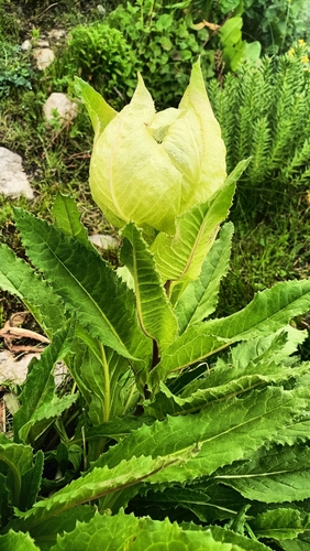 Image of Brahma kamal by (c) phiroza, some rights reserved (CC BY)