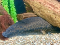 Protopterus annectens