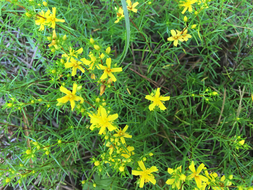 Sandhill St. Johnswort (Hypericum lloydii)
