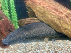 Protopterus annectens