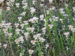 Monarda fistulosa stipitatoglandulosa
