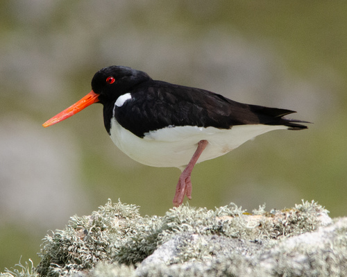 Ostrero euroasiático (Haematopus ostralegus)