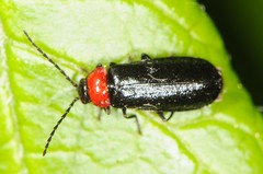 Silis percomis