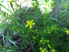 Hypericum lloydii